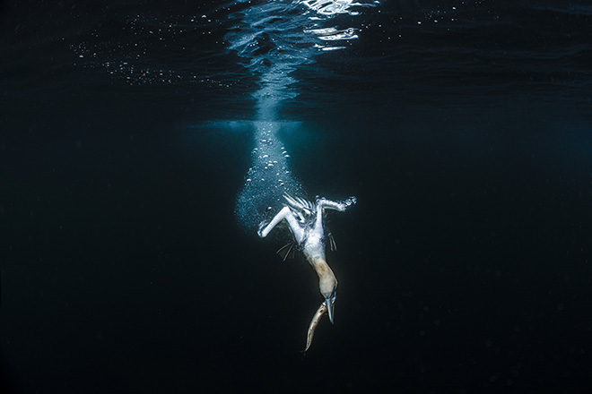 Jade Hoksbergen - A northern gannet, one of the largest seabirds in British waters, dives into the water to catch its prey.  Isle of Noss, Shetland Islands. 2nd place Ocean Photographer of the Year 2024