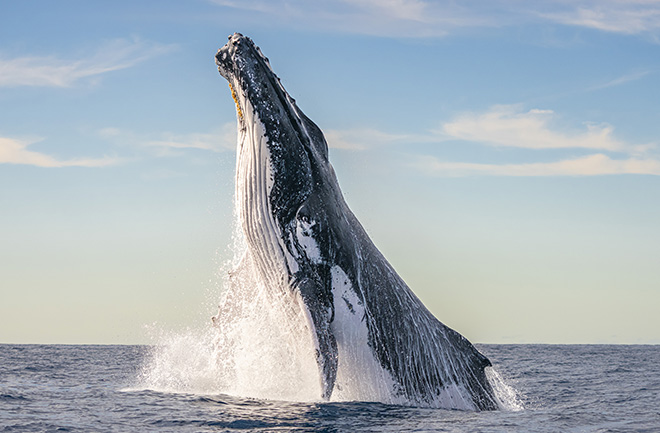 Clayton Harris - A breaching humpback whale on its migration path along the Australian coastline. New South Wales, Australia. Highly commended Ocean Wildlife Photographer of the Year