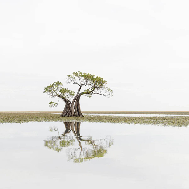 Marleen Van Hove - Dancing Trees, Minimalist Photography Awards 2024, 3rd place Fine Art