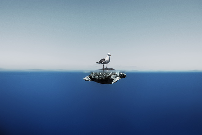 Enric Adrian Gener - A seagull rests on top of a sea turtle shortly before they both continue their own paths. Mediterranean Sea. Highly commended Ocean Fine Art Photographer of the Year