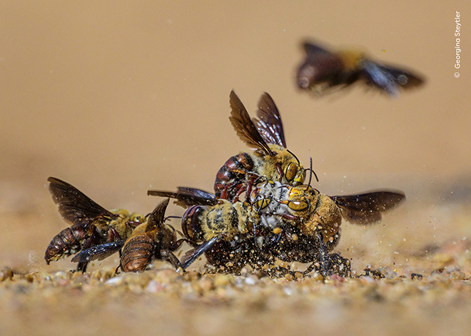 © Georgina Steytler / Wildlife Photographer of the Year - Centre of Attention. Highly Commended, Behaviour: Invertebrates