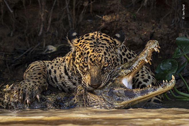 © Ian Ford / Wildlife Photographer of the Year - Deadly Bite, Highly Commended, Behaviour: Mammals