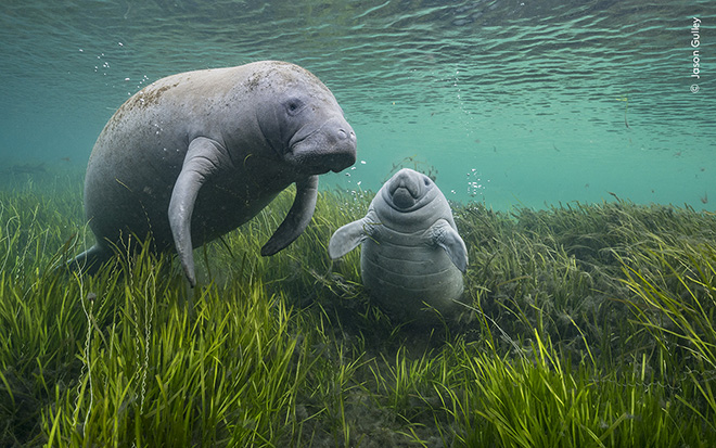 ©Jason Gulley / Wildlife Photographer of the Year - As Clear as Crystal, Highly Commended, Underwater