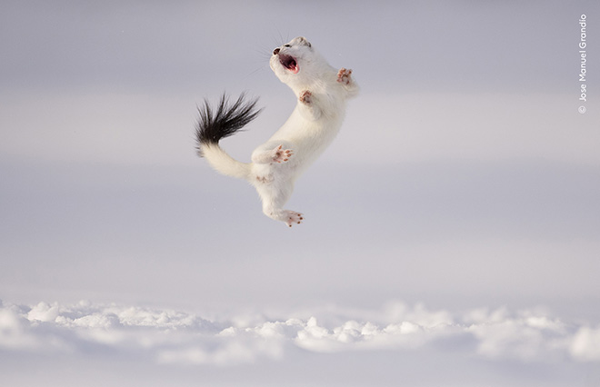 ©Jose Manuel Grandío / Wildlife Photographer of the Year - Twist and Jump. Highly Commended, Behaviour: Mammals