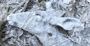 © Randy Robbins / Wildlife Photographer of the Year - The Last Resting Place, Highly Commended, Natural Artistry