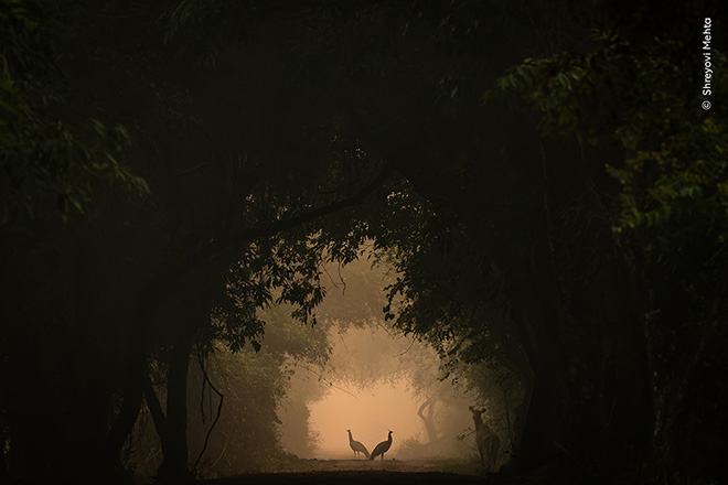 © Shreyovi Mehta / Wildlife Photographer of the Year - In the Spotlight. Runner-Up, 10 Years and Under