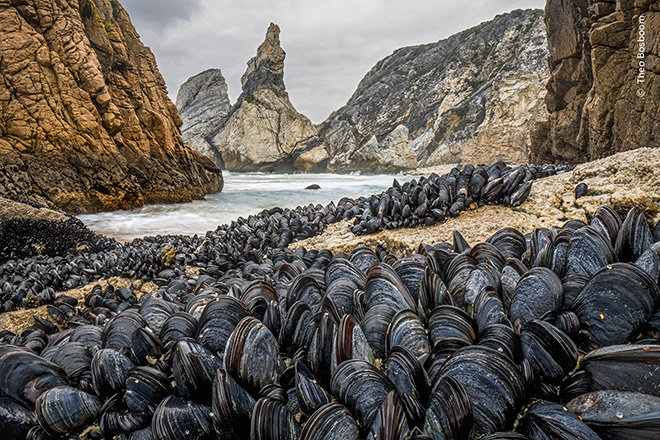 © Theo Bosboom / Wildlife Photographer of the Year - Strength in Numbers, Highly Commended, Animals in their Environment