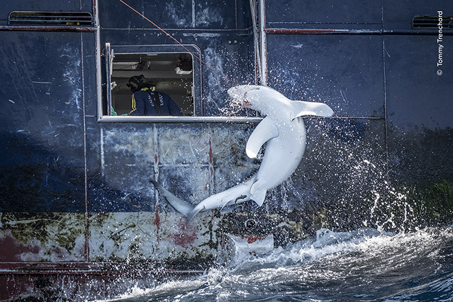 © Tommy Trenchard / Wildlife Photographer of the Year - Hooked, Highly Commended, Oceans: The Bigger Picture