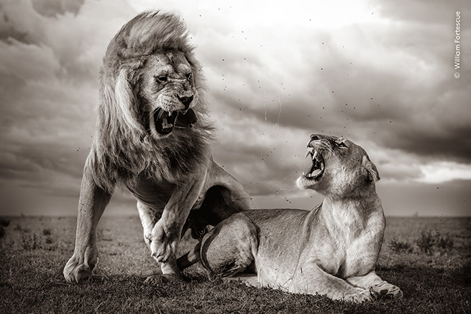 © William Fortescue / Wildlife Photographer of the Year - Stormy Scene, Highly Commended, Behaviour: Mammals