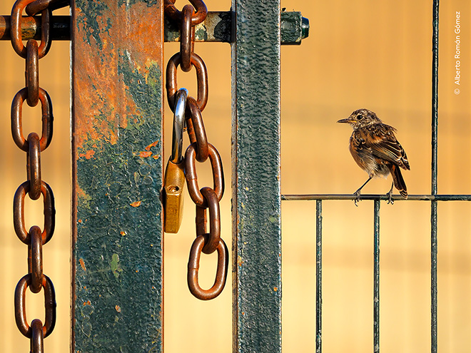 ©Alberto Román Gómez / Wildlife Photographer of the Year. Free as a Bird by Alberto Román Gómez, Spain Winner, 10 Years and Under