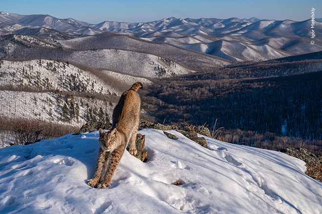 ©Igor Metelskiy / Wildlife Photographer of the Year. Frontier of the Lynx by Igor Metelskiy, Russia Winner, Animals in their Environment