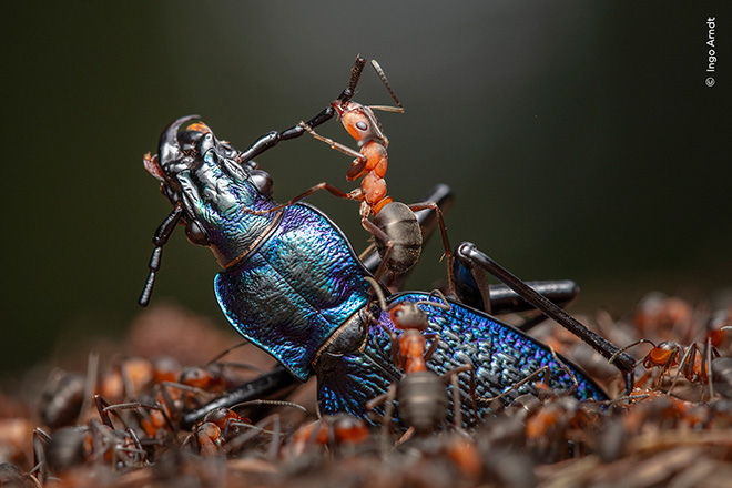 ©Ingo Arndt / Wildlife Photographer of the Year. The Demolition Squad by Ingo Arndt, Germany Winner, Behaviour: Invertebrates