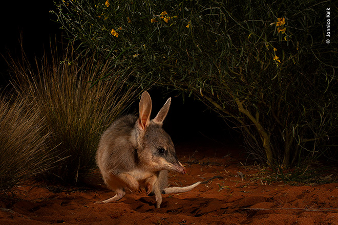 ©Jannico Kelk / Wildlife Photographer of the Year. Hope for the Ninu by Jannico Kelk, Australia Winner, Impact Award