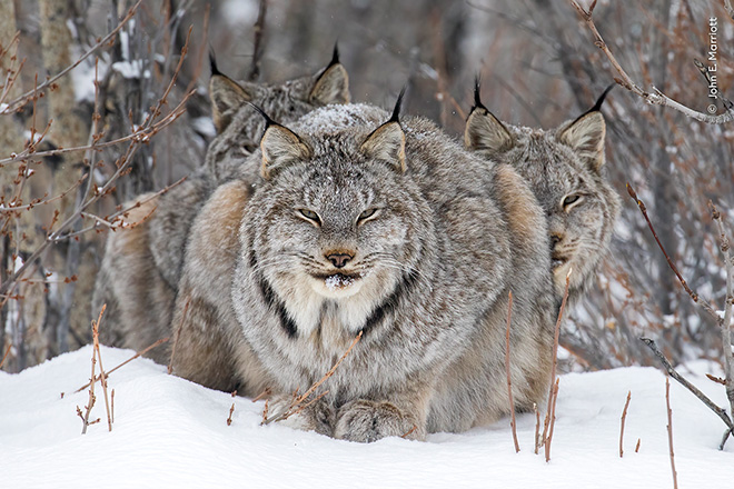 ©John Marriott / Wildlife Photographer of the Year. On Watch by John E Marriott, Canada Winner, Animal Portraits