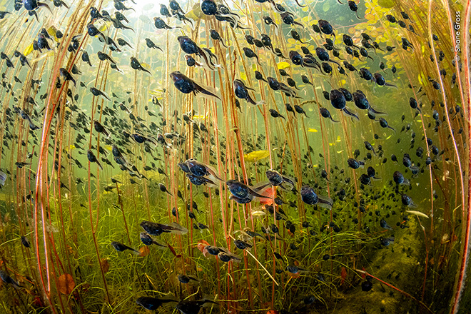 “The Swarm of Life”: Shane Gross trionfa al Wildlife Photographer of the Year 2024