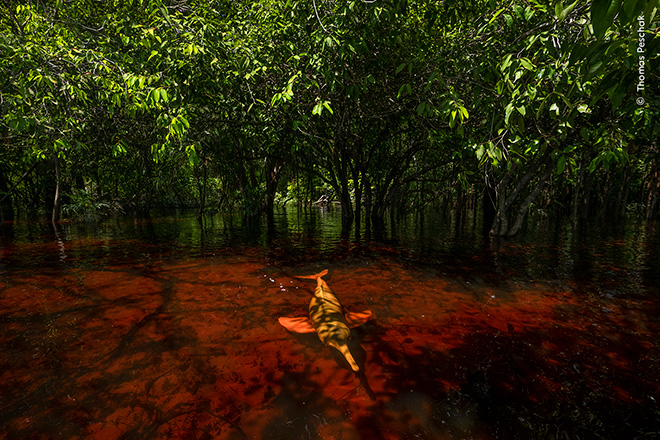 ©Thomas Peschak  / Wildlife Photographer of the Year. Dolphins of the Forest by Thomas Peschak, Germany/South Africa Winner, Photojournalist Story Award