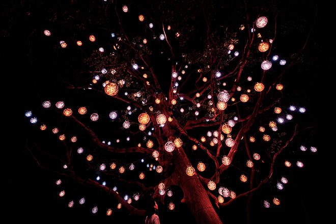 teamLab, Resonating Universe in the Tabunoki Tree, 2024, Interactive Installation, LED, Sound: Hideaki Takahashi © teamLab, courtesy Pace Gallery