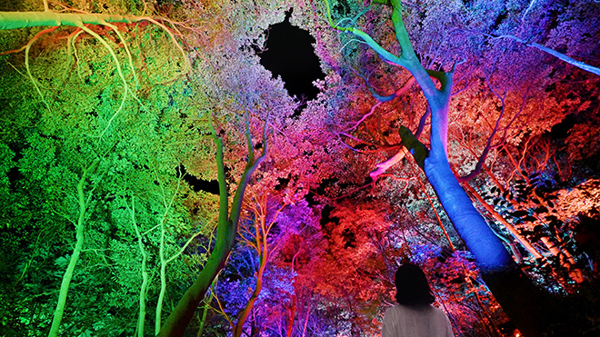 teamLab, Resonating Secret Valley and Forest, 2014/2024, Interactive Digitized Nature, Sound: Hideaki Takahashi © teamLab, courtesy Pace Gallery