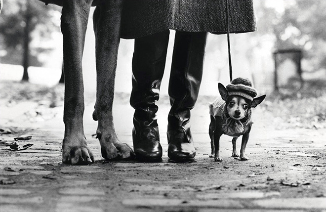 Elliott Erwitt. Icons