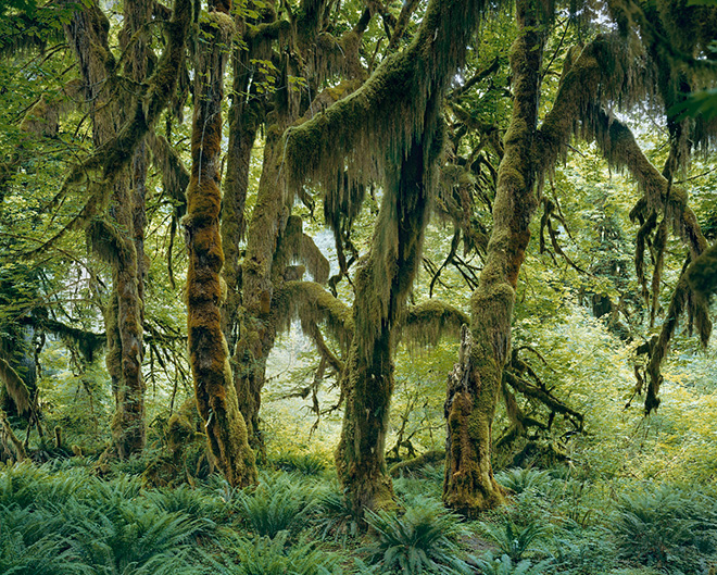 ©Mitch Epstein - Maple Glade, Hoh Rain Forest, Olympic National Park, Washington 2017