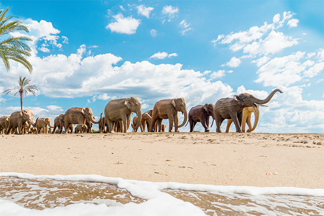 Elephant Family - The Great Elephant Migration Beach Montage, Ema Capilla