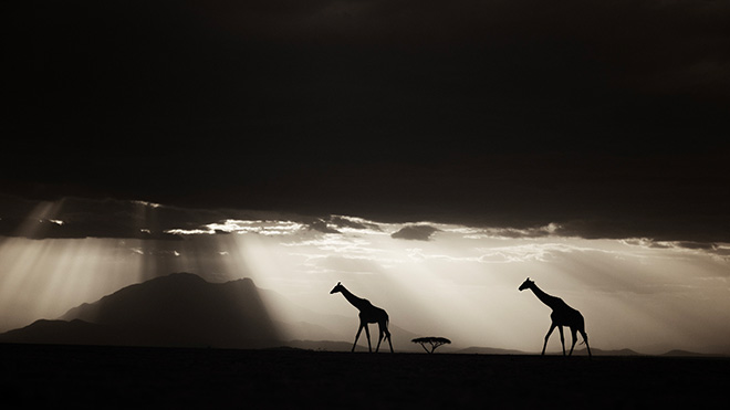 OVERALL WINNER - THE TRAVEL PHOTOGRAPHER OF THE YEAR 2024, Piper Mackay, USA, Amboseli National Park, Kenya