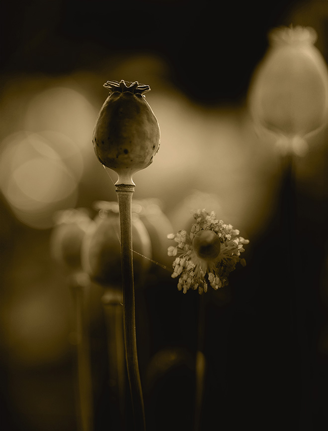 ©Julie Wang / Courtesy of All About Photo - The Illusion of Poppies, Thread to continuity