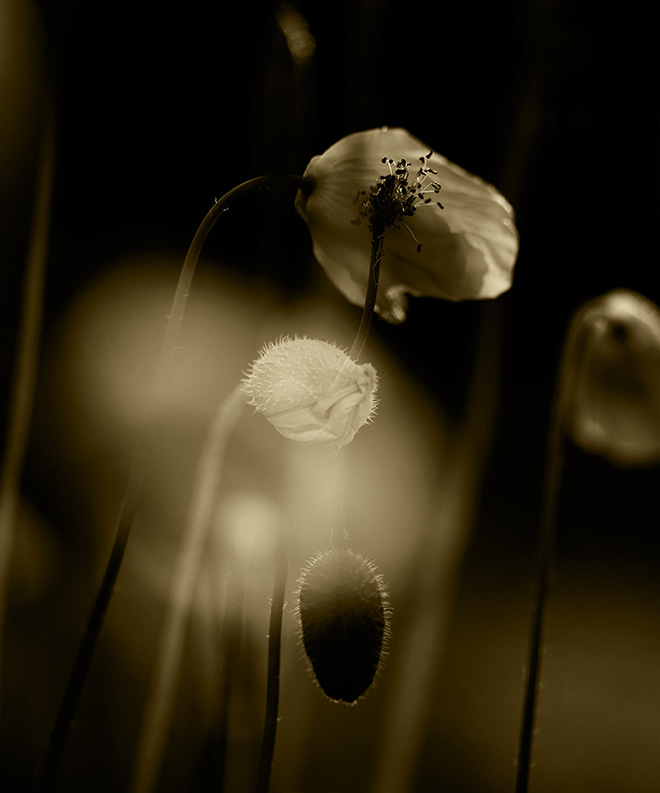 ©Julie Wang / Courtesy of All About Photo - The Illusion of Poppies, Thread to continuity