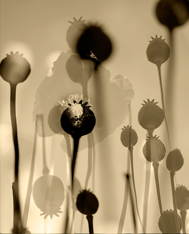 ©Julie Wang / Courtesy of All About Photo - The Illusion of Poppies, Becoming