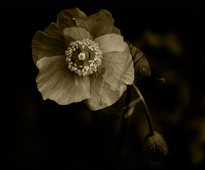 ©Julie Wang / Courtesy of All About Photo - The Illusion of Poppies, Unfolding in Silence