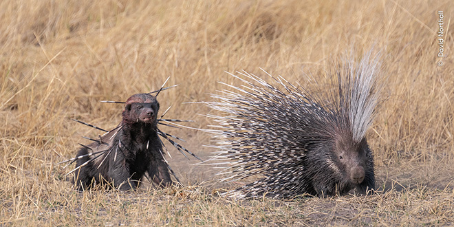 ©David Northall / Wildlife Photographer of the Year - Spiked,  Highly commended Wildlife Photographer of the Year People’s Choice Award 2024