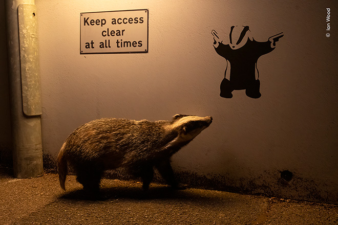 Wildlife Photographer of the Year People’s Choice Award 2024 – Ian Wood trionfa con lo scatto intitolato “No Access”