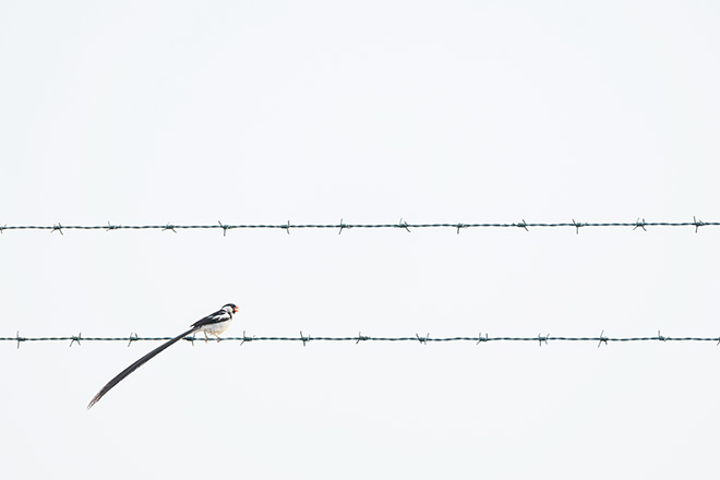 ©Benjamin Smail - Male pin-tailed whydah, Mandinari, Gambia. Gold prize. Category: Urban Wildlife