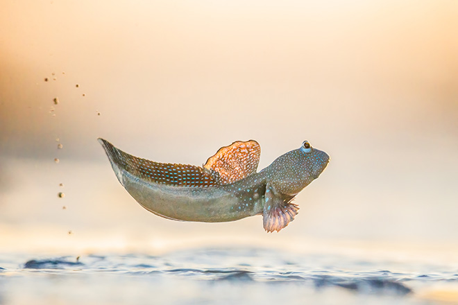 ©Georgina Steytler - Blue-spotted mudskipper (Boleophthalmus caeruleomaculatus), Roebuck Bay, Broome, Western Australia, Gold Prize. Category: Behaviour - Amphibians and reptiles