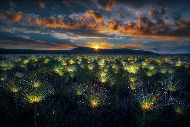 ©Marcio Esteves Cabral (Brazil) - Paepalanthus, Veadeiros Tablelands, Brazil. Gold prize, Category: Plants and fungi