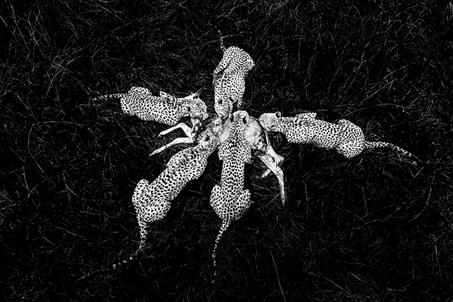 ©Paul Goldstein (UK) – Five cheetah feeding on a young hartebeest, Olare Conservancy, Kenya, Gold prize. Category: Black and White, World Nature Photography Awards 2025