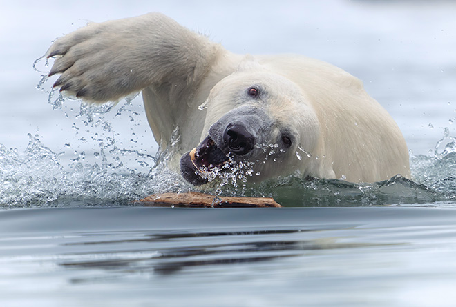 ©Tom Nickels (Finland) - Polar bear, Svalbard, Norway, Gold Prize, Category: Behaviour - Mammals